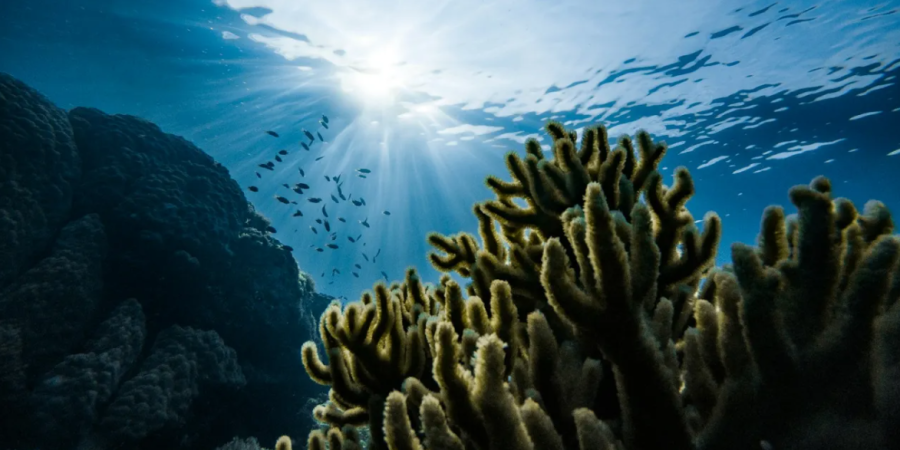 SubOptic Foundation publishes Sustainable Subsea Networks Report