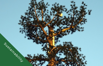 Image of pine tree from below