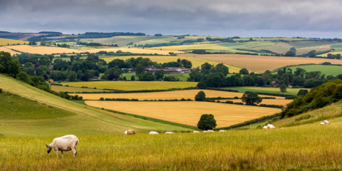 rural